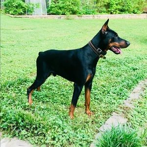 Meet your Posher, Steven